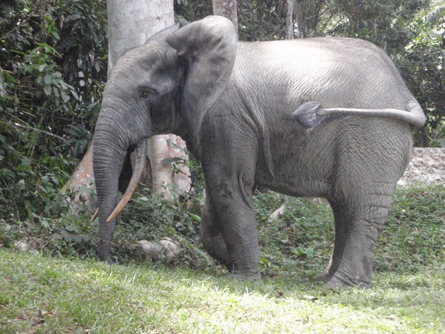 95 Percent Of Liberia Elephants Killed By Poachers Desdemona Despair